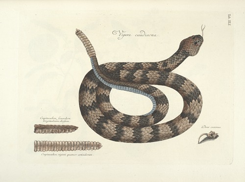 Piscium, serpentum, insectorum, aliorumque nonnullorum animalum nec non plantarum quarundam imagines Pl.041