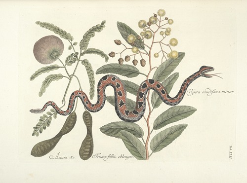 Piscium, serpentum, insectorum, aliorumque nonnullorum animalum nec non plantarum quarundam imagines Pl.042