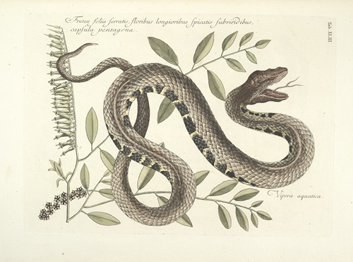 Piscium, serpentum, insectorum, aliorumque nonnullorum animalum nec non plantarum quarundam imagines Pl.043