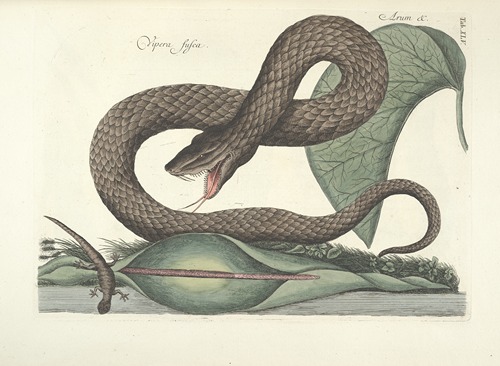 Piscium, serpentum, insectorum, aliorumque nonnullorum animalum nec non plantarum quarundam imagines Pl.045