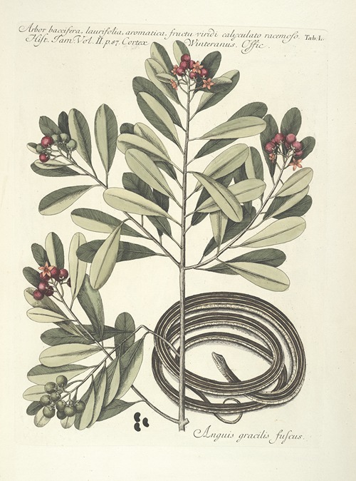 Piscium, serpentum, insectorum, aliorumque nonnullorum animalum nec non plantarum quarundam imagines Pl.050