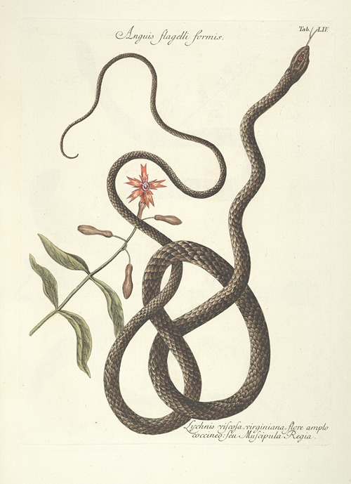 Piscium, serpentum, insectorum, aliorumque nonnullorum animalum nec non plantarum quarundam imagines Pl.054