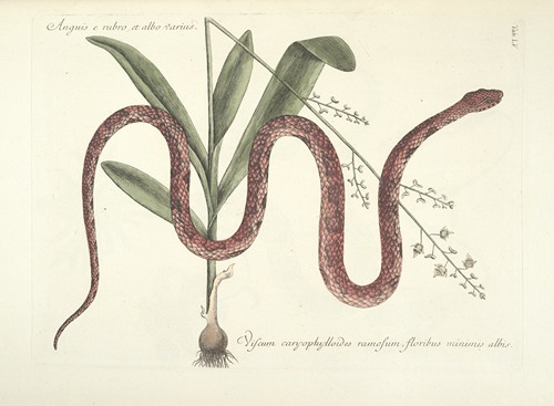 Piscium, serpentum, insectorum, aliorumque nonnullorum animalum nec non plantarum quarundam imagines Pl.055