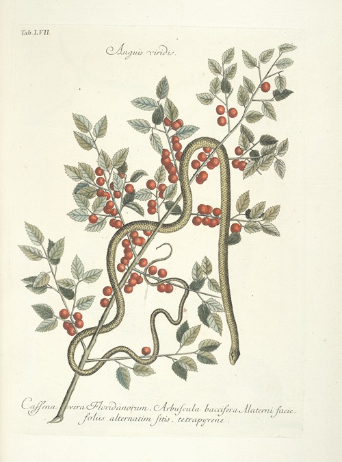 Piscium, serpentum, insectorum, aliorumque nonnullorum animalum nec non plantarum quarundam imagines Pl.057