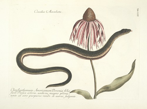 Piscium, serpentum, insectorum, aliorumque nonnullorum animalum nec non plantarum quarundam imagines Pl.059