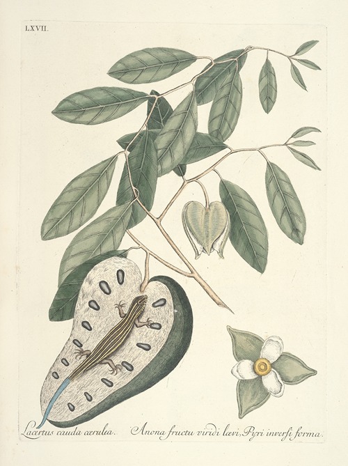 Piscium, serpentum, insectorum, aliorumque nonnullorum animalum nec non plantarum quarundam imagines Pl.067