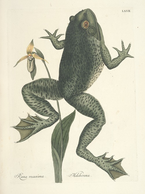 Piscium, serpentum, insectorum, aliorumque nonnullorum animalum nec non plantarum quarundam imagines Pl.072