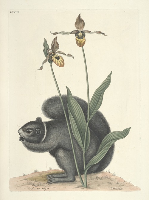 Piscium, serpentum, insectorum, aliorumque nonnullorum animalum nec non plantarum quarundam imagines Pl.073