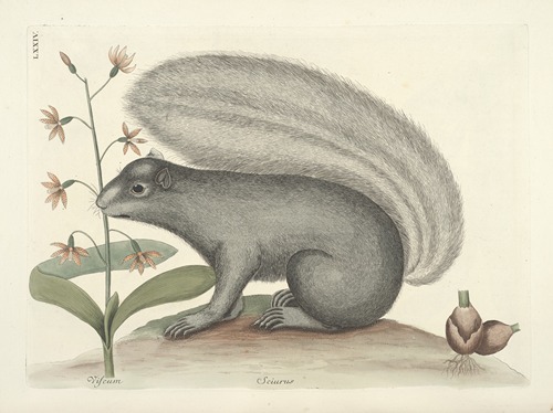 Piscium, serpentum, insectorum, aliorumque nonnullorum animalum nec non plantarum quarundam imagines Pl.074