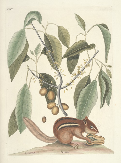Piscium, serpentum, insectorum, aliorumque nonnullorum animalum nec non plantarum quarundam imagines Pl.075