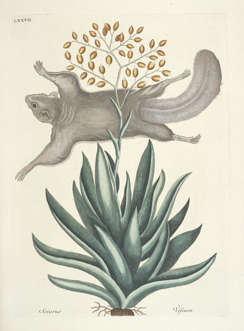 Piscium, serpentum, insectorum, aliorumque nonnullorum animalum nec non plantarum quarundam imagines Pl.077