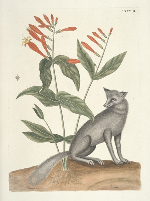 Piscium, serpentum, insectorum, aliorumque nonnullorum animalum nec non plantarum quarundam imagines Pl.078