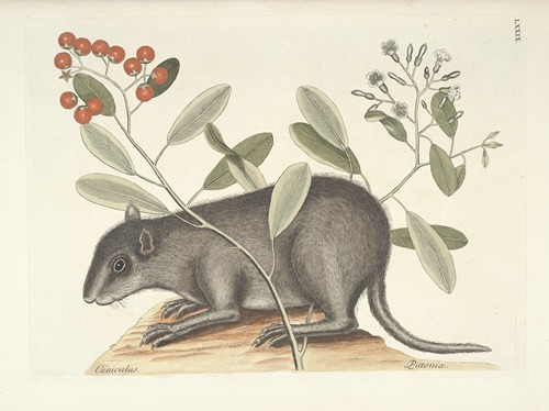 Piscium, serpentum, insectorum, aliorumque nonnullorum animalum nec non plantarum quarundam imagines Pl.079