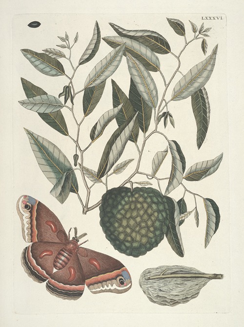 Piscium, serpentum, insectorum, aliorumque nonnullorum animalum nec non plantarum quarundam imagines Pl.086