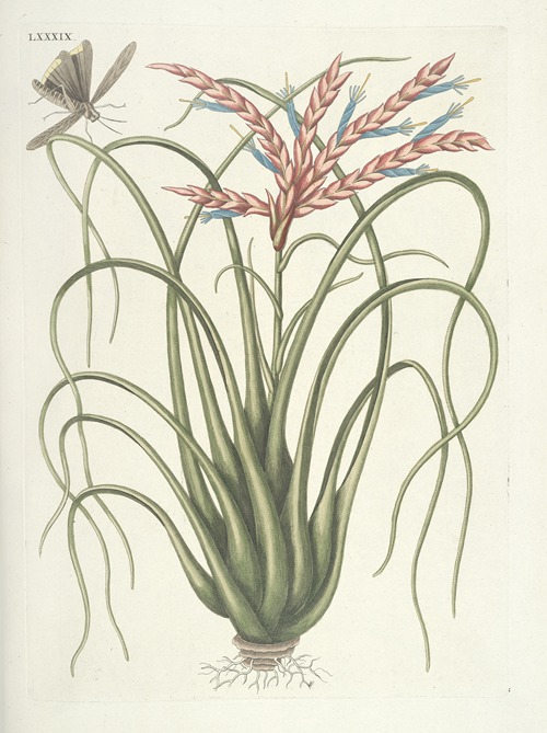 Piscium, serpentum, insectorum, aliorumque nonnullorum animalum nec non plantarum quarundam imagines Pl.089