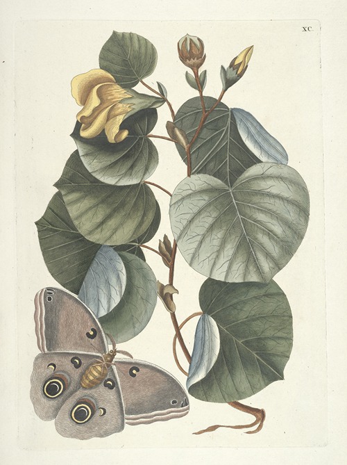 Piscium, serpentum, insectorum, aliorumque nonnullorum animalum nec non plantarum quarundam imagines Pl.090