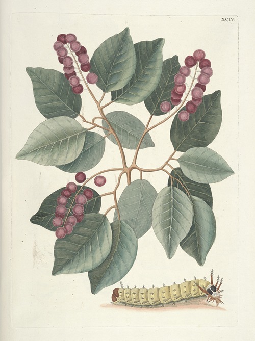 Piscium, serpentum, insectorum, aliorumque nonnullorum animalum nec non plantarum quarundam imagines Pl.094