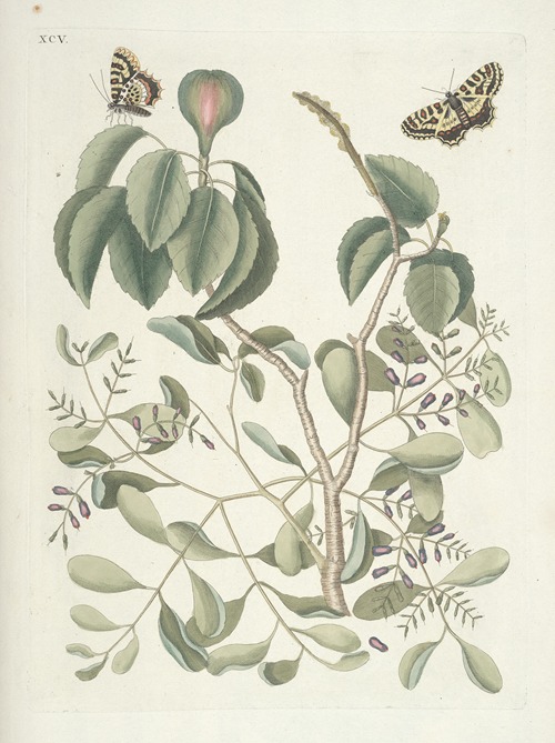 Piscium, serpentum, insectorum, aliorumque nonnullorum animalum nec non plantarum quarundam imagines Pl.095