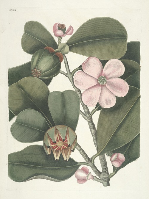 Piscium, serpentum, insectorum, aliorumque nonnullorum animalum nec non plantarum quarundam imagines Pl.099