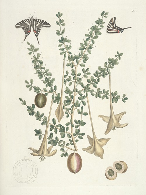 Piscium, serpentum, insectorum, aliorumque nonnullorum animalum nec non plantarum quarundam imagines Pl.100
