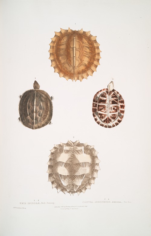 1, 2. Spinose Terrapin, Emys spinosæ; 3, 4. Amborna Box Tortoise, Cistuda amboinensis.
