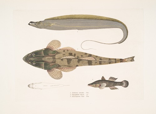 1. Armed Hair-tail, Trichiurus armatus; 2. Chacca Flathead, Platycephalus Chacca; 3. Indian Cheilodipterus, Checlodipterus Batis.