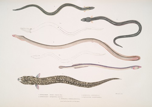 1. Bora Ophisurus, Ophisurus Boro; 2. Harancha Ophisurus, Ophisurus Hurancha ; 3. Linear Moringua, Moringua linearis;