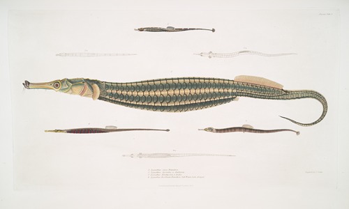 1. Carce Pipe Fish, Syngnathus Carce; 2. Banded Pipe Fish, Syngnathus faciatus; 3. Harwicke’s Pipe Fish, Syngnathus Hardwickii