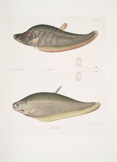 1. Chitala Mystus, Mystus Chitala; 2. Kapirat Mystus, Mystus Kapirat.