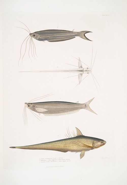 1. Cuvier’s Acanthonotus, Silurus (Acanthonotus) Cuvieri; 2. Bengal Ailia, Malapterus (Ailia) Bengalensis