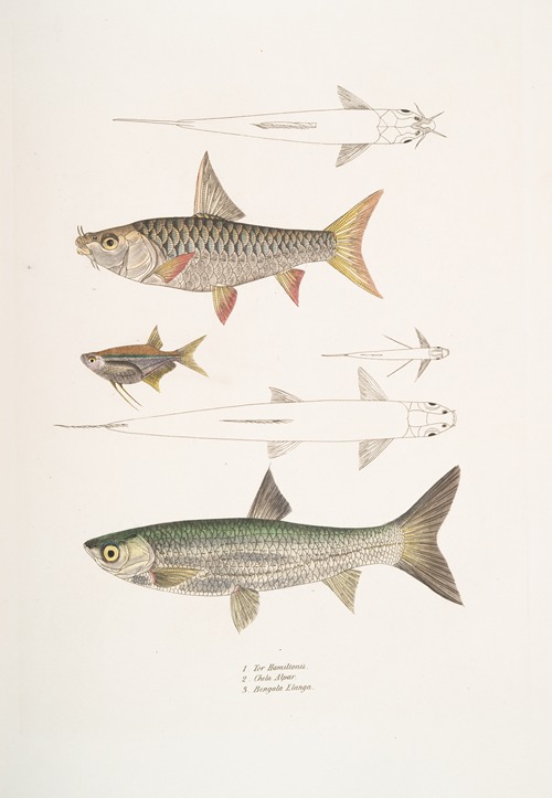 1. Dr. Hamilton’s Tor Carp, Tor Hamiltonii; 2. Alpar Carp, Chela Alpar; 3. Elanga Carp, Bengala Elanga.