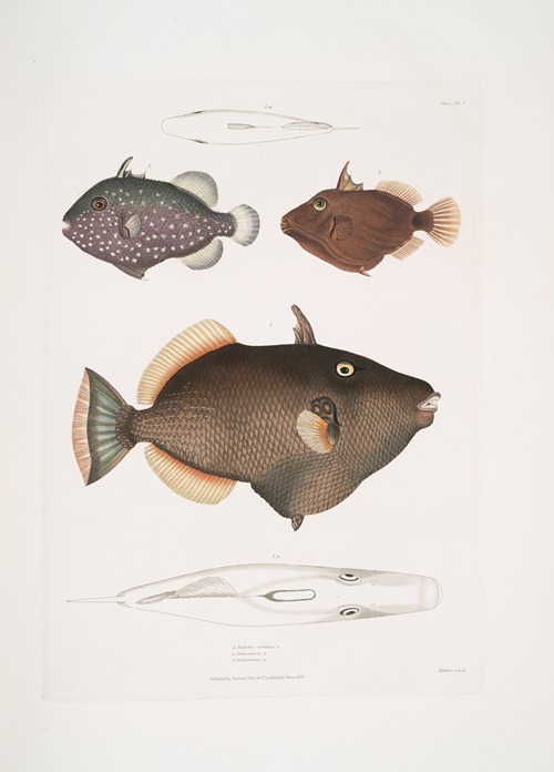 1. Eyed Balistes, Balistes oculatus; 2. Amboina Balistes, Balistes Ambomensis [Amboinensis]