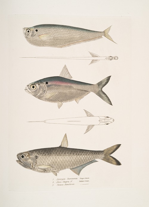 1. Finless Ramcarata, Apterygia Ramacarata; 2. Chapra Shad, Alosa Chapra; 3. Dr. Hamilton’s Long Jawed Herring, Thrissa Hamiltonii.