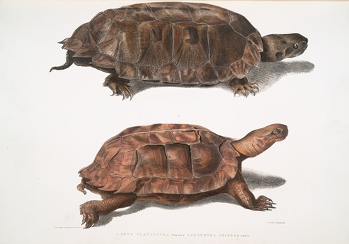 1. Flat Backed Terrapin, Emys platynotha; 2. Spinose Land Terrapin, Geoemyda spinosa.