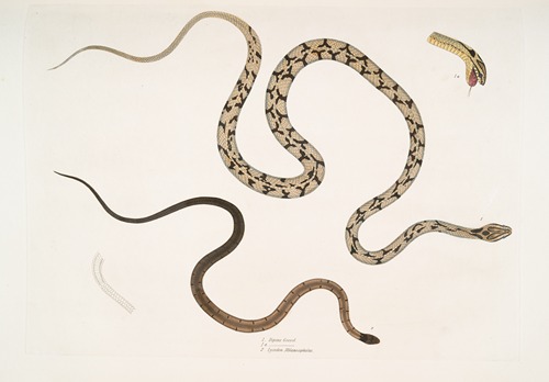 1. Gocool Dipsas. Dipsus [Dipsas] Gocool; 2. Black Headed Lycodon, Lycodon melanocephalus.