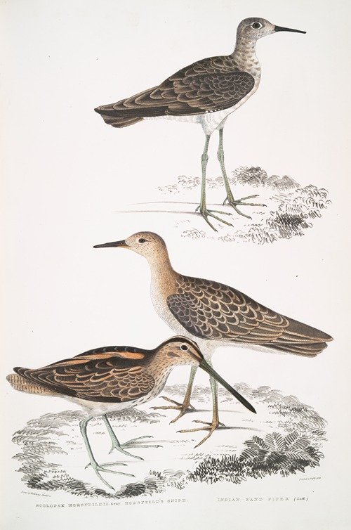 1. Horsfield’s Snipe, Scolopax Horsfieldii; 2. Indian Sandpiper.