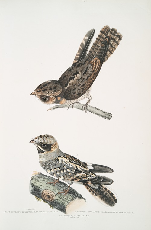1. Indian Goat Sucker, Caprimulgus Indicus; 2. Bombay Goat Sucker, Caprimulgus Asiaticus.