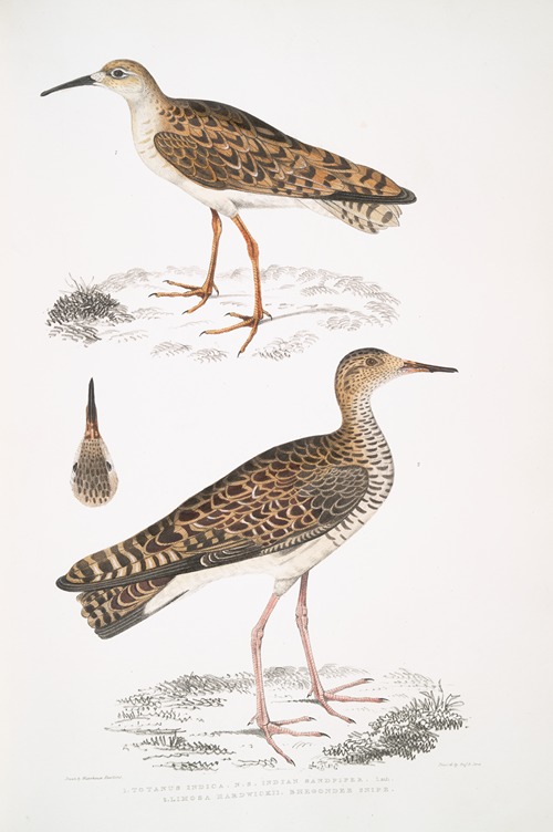 1. Indian Sandpiper, Totanus Indicus; 2. Bhegondee [Bhegondic] Snipe, Limosa Hardwickii.