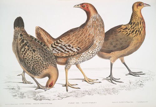 1. Javan Hen, Gallus furcatus; 2. Lord Stanley’s Hen, Gallus Stanleyi; 3. Bank’s Hen, Gallus Bankiva.