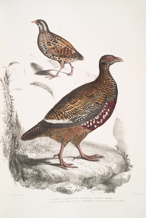 1. Lerwa Partridge, Perdix Lerwa; 2. Red Billed Quail, Coturnix erythrorhyncha [erythroryncha].