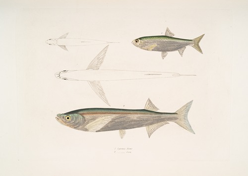 1. Morar Carp, Cyprinus Morar; 2. Cora Carp, Cyprinus Cora.