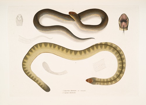 1. Penang Hypserina, Hypserina Hardwickii; 2. Hardwicke’s Short Sea Snake, Lapemis Hardwickii.
