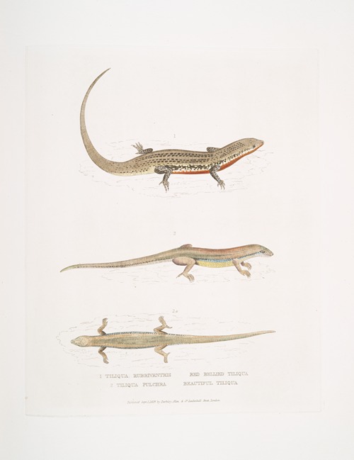 1. Red Bellied Tiliqua. Tiliqua rubriventris; 2. Beautiful Tiliqua, Tiliqua pulchra.