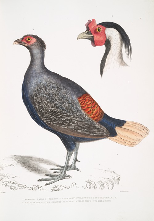 1. Rufous Tailed Crested Pheasant,, Euplocomus erythrothalmus; 2. Head of Silver Crested Pheasant,, Euplocomus Nycthemerus.