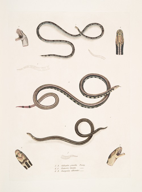 1. Slender Calliophis, Calliophis gracilis; 2. Lined Maticora, Maticora lineata; 3. White Bellied Changulia, Changulia albiventer.