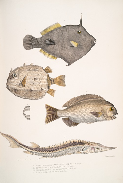 1. Spine Sided Monacanthus, Monacanthus (Amanses) Histrix; 2. Many Spined Coffin Fish, Ostracion (Acarana) auritus