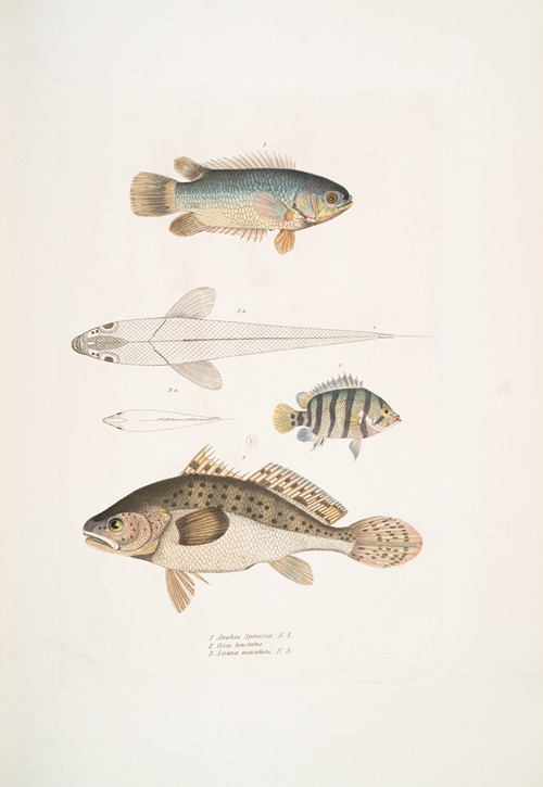 1. Spinose Gilled Anabas, Anabas spinosus; 2. Two Spotted Coius, Coius binotatus; 3. Spotted Sciæna, Sciæna maculata.