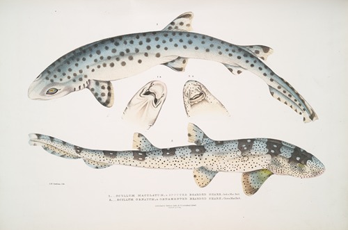 1. Spotted Bearded Shark, Scyllum maculatum. India, Mus. Brit.; 2. Ornamented Bearded Shark, Scyllum ornatum