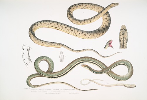 1. Spotted Bellied Snake, Coluber ventromaculatis; 2. Bell’s Tree Snake, Ahætula Bellii.