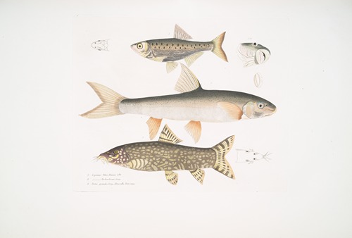 1. Tileo Carp, Cyprinus Tileo; 2. Richardson’s Carp, Cyprinus Richardsonii; 3. Beautiful Loach, Botia grandis.